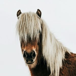 Cuadro Caballo Blanco