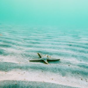 Cuadro Estrella de Mar