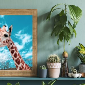Cuadro Jirafa