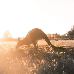 Cuadro Canguro Austrlia