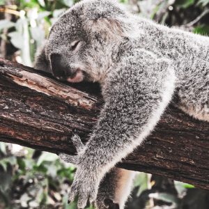Cuadro Koala