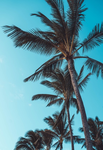 Composición Hawaii - Imagen 5