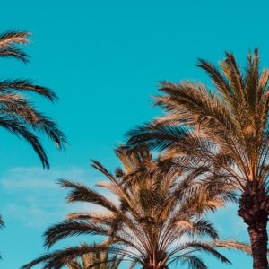 Cuadro Palmeras Hawaii