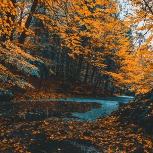 Cuadro Bosque Canadá