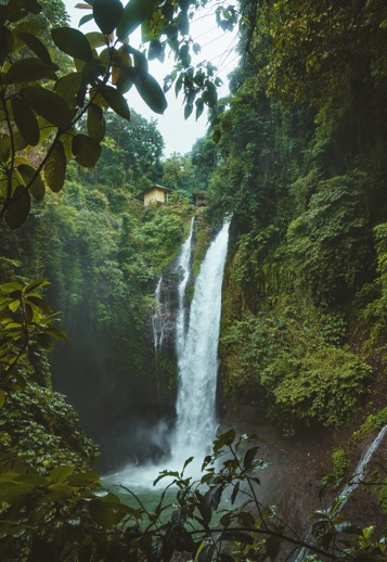 Composición Asia Selva